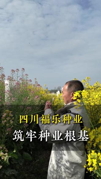 他叫郑天福,一生就做这件事,品种选育和生产#四川福乐种业#品种选育#种子#农业#农资