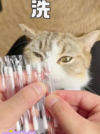 【彼欣宜】一次性宠物猫咪狗狗双头耳部精油棉签清理除耳螨温和棉棒