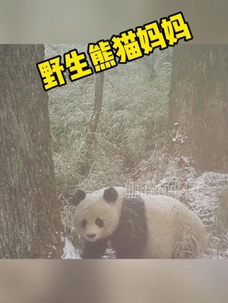野生大熊猫妈妈警惕性到底有多强 #熊猫南小月 #野生大熊猫 #来这吸熊猫