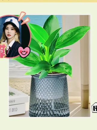 快冲!金钻桌面盆栽来啦🤩 买一送一的金钻桌面盆栽来啦!四季常青超美观,摆在桌面超吸睛,还能净化空气!办公室、家里都适合,赶紧入手#水培植物 #绿植盆栽 #花卉绿植