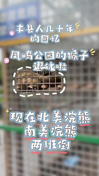 #丰县 #猴子 退休啦!几十年的回忆.现在换成浣熊来陪伴啦