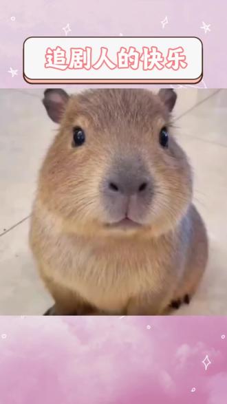 这下终于可以实现短剧自由啦#红果短剧#短剧#热门短剧推荐 #