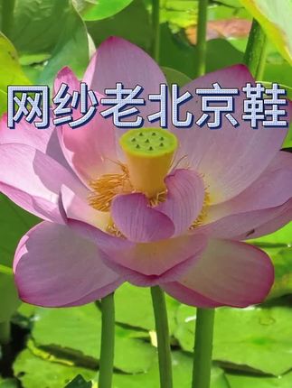 小四门用这个预习,孩子背起来简单又高效!#学霸秘籍 #暑假预习 #暑假衔接 #亲子教育 #小升初