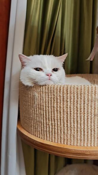 糖宝这小苦瓜的表情,真的让我忍不住想笑唉😄😄#它真的好像个小宝宝 #猫猫 #猫咪 #一张照片证明你的猫被你养的很好 #小猫