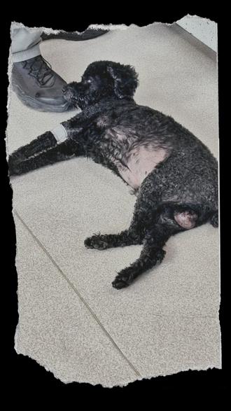 让癫痫3小时的16岁高龄狗狗重新站起来是什么体验..... #宠物癫痫 #狗狗癫痫 #高龄犬 #兽医日常 #宠物医院的那些事