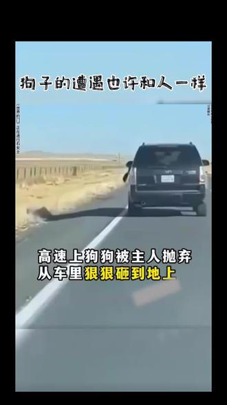 #家有萌宠
被抛弃的狗狗