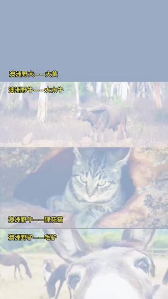 几千年前,我们的祖宗早已经探索到了澳洲。