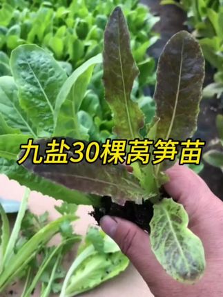 莴笋苗青皮紫皮莴笋苗#莴笋苗 #莴笋 #三农种植 #在家种菜 #农业种植
