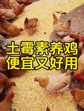 #养鸡技术 #养鸡知识 #三农养鸡 #养鸡人 #养鸡的技术和方法