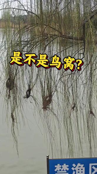 这是不是鸟窝?请湖州人来看看!
我在河边发现一棵柳树上打了很多的结。心里怀疑是不是鸟窝,因为这个打结的地方,一般的人伸手还不一定够得到。但是它的位置也不高,在靠近河面的柳树枝条上,大概打了有十七八个这样的结。想问一下有没有大神认识这是不是鸟窝?!#抖出你的家乡美景 #318国道 #鸟窝 #不明现象