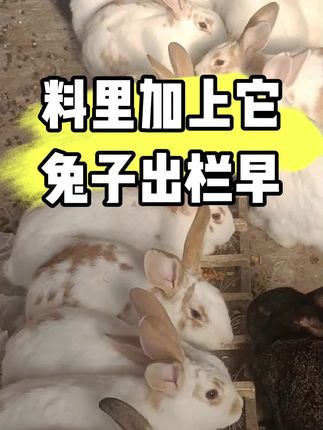 料里加上它,兔子出栏早#三农 #养兔 #科学养兔 #养兔人 #兔子