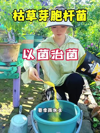 夏天雨水多,植物很容易出现各种真菌病害,可以给植物用上这个#枯草芽胞杆菌达到以菌治菌 #植物病害 #花卉绿植 #植物病害防治