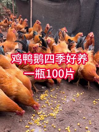 鸡鸭鹅养殖#鸡鸭鹅养殖技术 #鸡鸭鹅养殖技术 #生态养殖