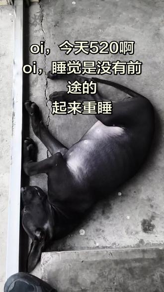 今晚谁去翻垃圾桶,带我一个 #沉睡猎犬 #中华田园犬守护计划 #沉睡的狗 #狗生百态