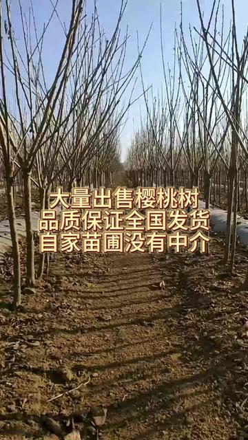 樱桃树 生于山坡林中、林缘、灌丛中或草地。适宜的土壤pH值为6.5-7.5的中性环境,在土层深厚、土质疏松、通气良好的砂壤土上生长较好。#樱桃树 #樱桃树价格 #樱桃树基地 #永兴园林 #园林绿化