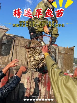 4-25厘米规格齐全包邮,运输过程破损包赔 #鱼苗 #草鱼 #四大家鱼养殖 #水产养殖 #水产人