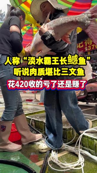 人称淡水鱼中的霸王,听说肉质堪比三文鱼#杀鱼技术 #菜市场 #厨房菜刀