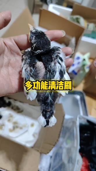 多功能清洁刷 #养鸟日常 #清理鸟笼工具 #萌宠清洗 #养鸟人推荐好物 #自己动手养宠物