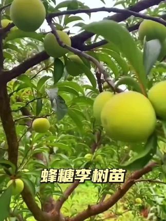 新品种特大黄金奈李蜂糖李子苗正宗嫁接果树苗南北方庭院种植耐寒#蜂糖李树苗