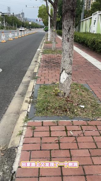 快看,树洞里的小松鼠!#画画 #街头艺术 #火乐画画