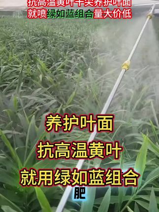 养护叶面防高温黄叶⚠️就喷#绿如蓝 #大姜干尖黄叶 #生姜黄叶 #大姜黄叶#阳帆农业绿如蓝