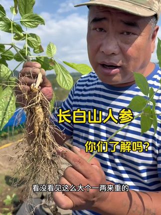 长白山人参你们了解吗? 带你们了解长白山人参#记录真实生活#农村生活#人参#抖音助农#户外