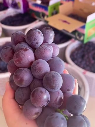 还挂着霜的#浦江巨峰葡萄,果农现摘现发 #葡萄🍇 #果园直发 #应季水果#优质农产品