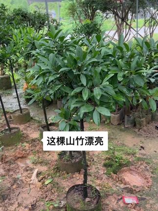 矮桩树形,山竹苗,长绿品种,这种树形你喜欢嗎 #三农种植 #山竹苗