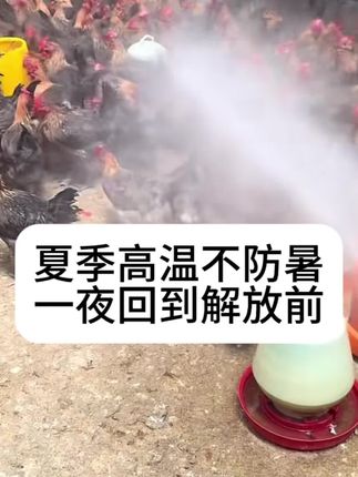 #养鸡#科学养鸡#散养土鸡#养鸡技术#鸡中暑