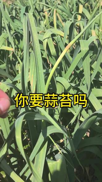 网络热梗“你要蒜苔吗”