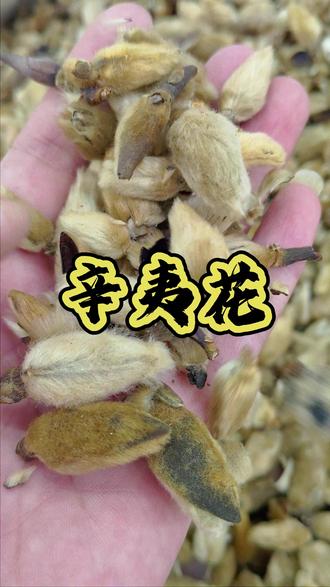 形似笔头的“芳香花宝”! 辛夷花也叫木笔花,长卵形花苞饱满无破损,灰绿/紫褐带纵纹,浓郁芳香不消散,泡茶、煎服+草本配伍超实用,密封阴凉干燥保存,偏爱芳香药材的宝子闭眼囤
今天,带大家去康美中药城看看辛夷花
#养生日常 #中药材 #中药本草 #中医中药 #中药百草 #草本植物#滋补佳品#辛夷花#滋补养生#药都亳州