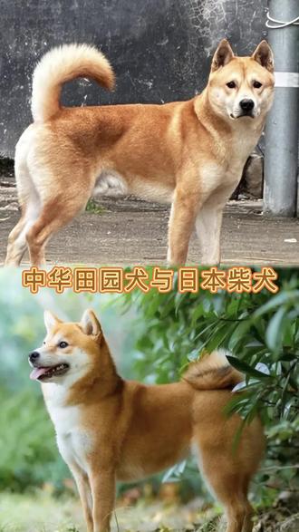 中华田园犬与日本柴犬 #种草激励计划 #中国本土犬 #创作者伙伴计划