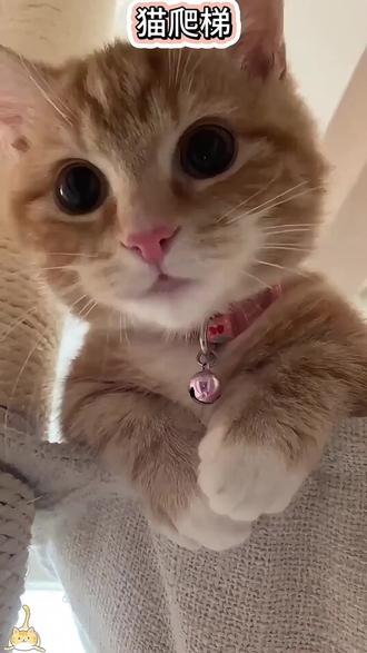 实木猫梯两用,磨爪玩乐神器!
#猫梯两用好物 #猫咪实木爬架 #猫玩具新宠 #猫爬架热点 #猫咪磨爪神器