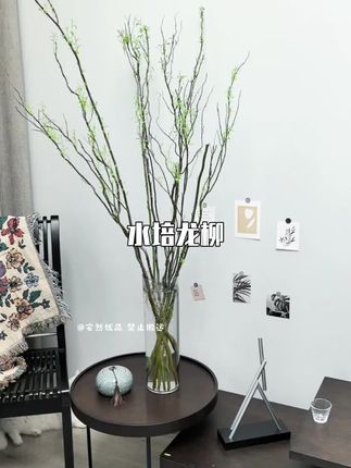 龙柳 枝条盘曲 别具一格 遇水即出新嫩芽#水培龙柳#桌面观叶花卉#角落的氛围感#别样的意境#非常好养