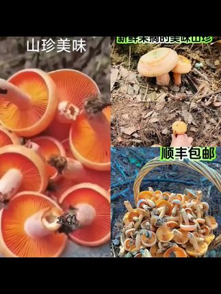 顺丰包邮山区野生新鲜黄枞菌谷熟菌松树菌#营养丰富 #强烈推荐 #厂家直发品质保证