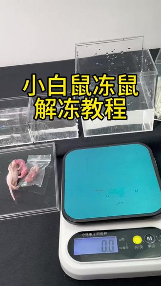 给大家带来一期小白鼠冻鼠解冻教程,有需要的小伙伴可以观看#爬宠#宠物蛇#宠物蛇饲养
