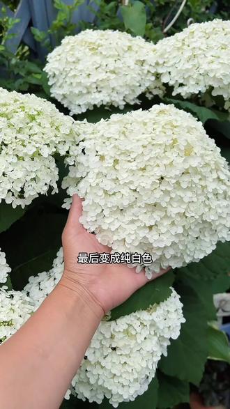 一定要种一棵贝拉安娜绣球 又到了种贝拉安娜的时候啦#贝拉安娜绣球
无敌贝拉安娜 福建两广以北一直到东北都可以种植,花期长达半年,耐热耐寒又耐晒,白色花朵特别清新,打造美式法式花园首选#无敌贝拉安娜 #绣球 #庭院植物
无敌贝拉安娜绣球裸根大苗大花绣球贝拉安娜阳台庭院耐寒耐晒植物