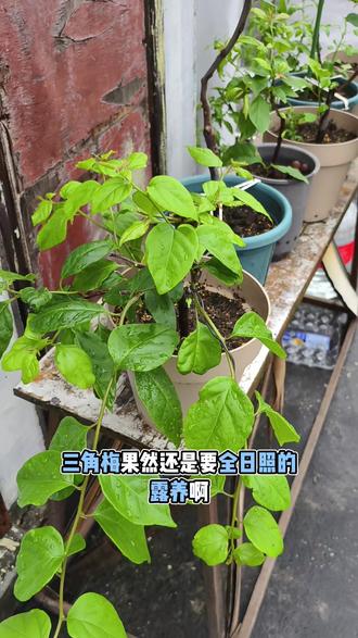 雨后楼顶巡花,全日照养花太香了 长沙连日雨后上楼顶看花,太惊喜了!
三角梅雨后猛抽新枝,生机满满;
蓝雪花打顶后株型圆润,还冒出花苞。
提醒养花的朋友,阳台光照不足的话
不妨挪部分花卉上楼顶全日照
长势真的肉眼可见变好🌺#园艺新手成长记 #三角梅#蓝雪花