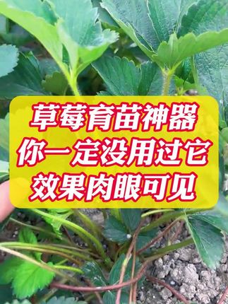 草莓育苗神器,你一定没用过它。#草莓种植 #草莓育苗 #农业种植技术 #每植乐花果多