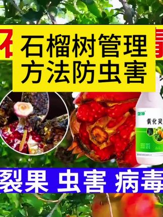石榴树养护管理技巧 石榴树养殖方法 石榴树除虫剂 石榴树防虫害 石榴树炭疽病 蚜虫 食心虫 黑斑病 石榴裂果烂果怎么办 用这个石榴树防虫害专用药 #石榴树防虫害 #石榴树管理技术 #石榴树养护 #石榴树种植方法