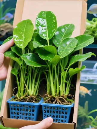 #水榕水草#鱼缸里的大自然 #鱼缸造景 #养鱼日记 #水草造景