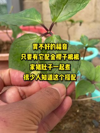 胃不好的福音,只要有它配金樱子跟加猪肚子一起煮,很少人知道这个配方 #重楼 #种植 #美食 #农村生活 #我的乡村生活
