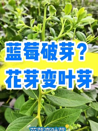 什么原因导致蓝莓破芽,花芽变叶芽了?破芽怎么办?#蓝莓 #蓝莓肥料 #蓝莓种植
