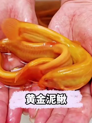 家人们谁懂啊,最近发现了一个养鱼人的好物! 我在鱼缸里放了几条超萌的小家伙,它们不仅颜值超高,还能兼职当鱼缸“清洁工”,给我的鱼缸来了个大变样,这就是最近爆火的黄金泥鳅!把它们放进鱼缸,就像给鱼缸请了个勤劳的小卫士,它们会把鱼缸里的残渣吃得干干净净,再也不用担心鱼缸卫生问题啦!而且它真的超级好养,不用天天换水也能活蹦乱跳,简直是懒人养鱼的福音!如果你也想给鱼缸增添一抹亮色,不妨试试养几条黄金泥鳅,相信你一定会爱上它们!#黄金泥鳅 #养鱼日记 #新手养鱼 #鱼缸里的大自然 #超便宜超划算