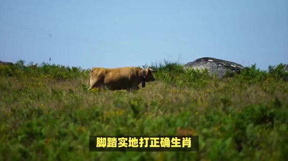 脚踏实地打正确生肖! #内容启发搜索