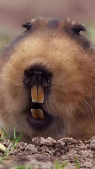 因为长相出众,竟然几百年都没有进化。 #神奇动物在抖音 #动物世界 #鼹鼠