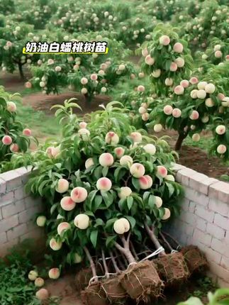 奶油白蟠桃树苗#果树苗基地 #果树苗 #果树盆栽 #果苗种植 #三农种植