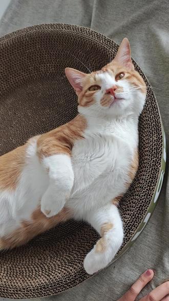 刚睡醒不让摸了
#橘猫#傻子猫