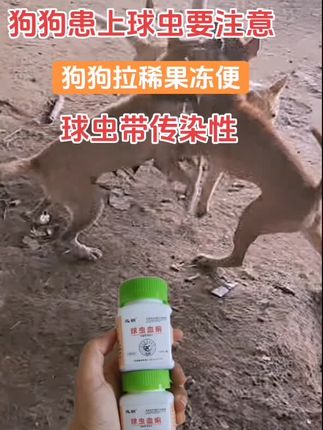 #所有养狗人#新手养狗#养狗经验分享