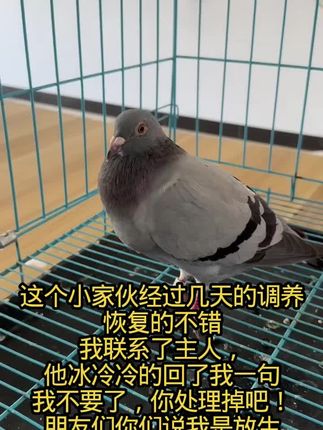 朋友们你们一直关心我救的那羽迷路鸽,现在后续来了,我想听听你们的意见#养鸽人 #信鸽赛鸽 #养鸽子 #鸽子